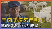 蒙古羊肉味道來自哪裡？羊有什麼特別消化功能可以消化草∣萬物滋養第二季 草原的盛宴∣美食節目∣紀錄片線上看