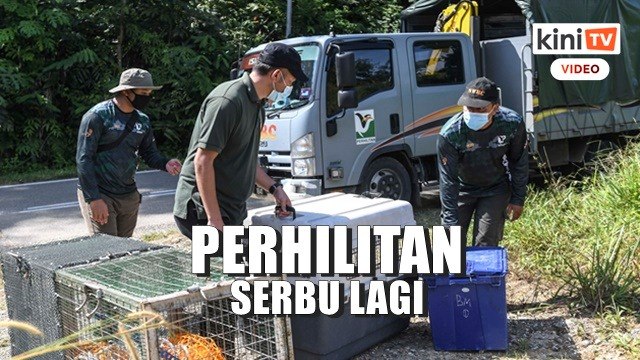 Perhilitan kembali ke GReP, mahu rampas dua ekor ungka lagi