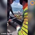 Ce pêcheurs vont sauver la vie d'une tortue prise au piège dans des filets de pêche