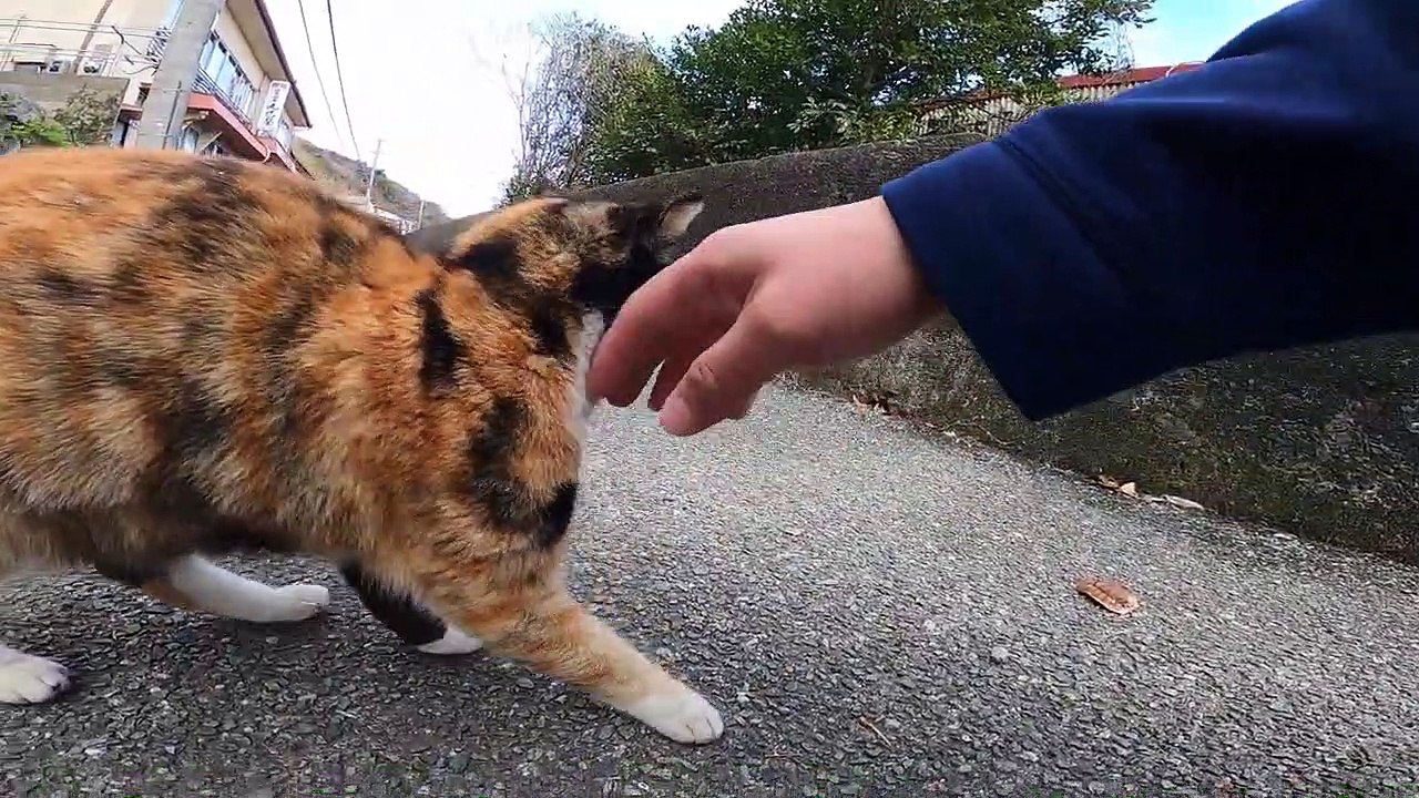 I took photos of stray cats living in Japan.7