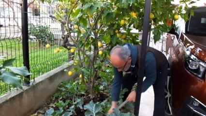 - Ilık havaya aldanan limon ağaçları çiçek açtı