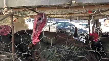 Pandemi bu yılbaşı öncesi hindi satışlarını olumsuz etkiledi