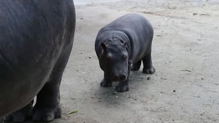 Aumenta la esperanza de vida de una cría de hipopótamo en un zoo de México