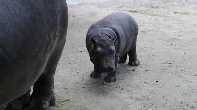 Aumenta la esperanza de vida de una cría de hipopótamo en un zoo de México