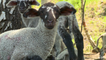 Using Germany's nearly worthless wool