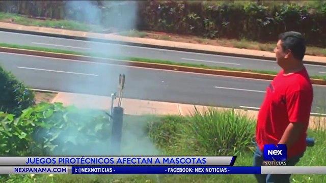 Juegos pirotécnicos afectan a mascotas - Nex Noticias