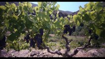 VITIS PROHIBITA Film Documentaire