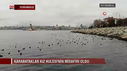 Karabataklar, Kız Kulesi'nin misafiri oldu | Video