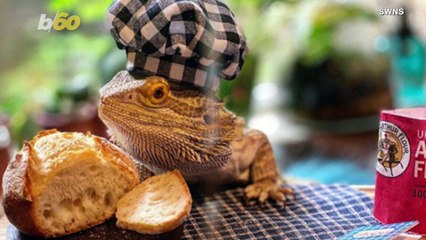 Lenny the Lizard Has the Hat and Apparently the Personality to Be a Chef