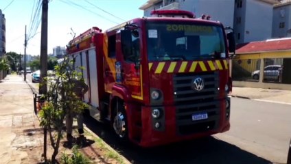 Corpo de Bombeiros é mobilizado para capturar gambá, no Centro