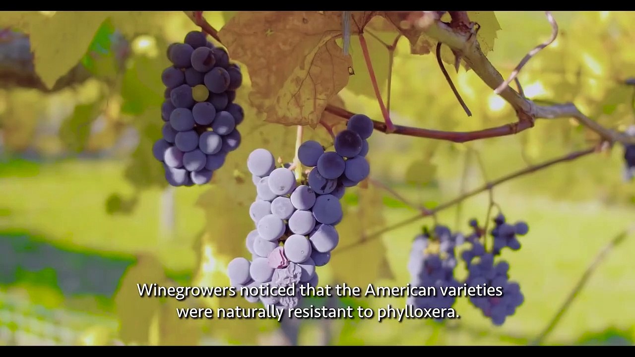Vitis Prohibita Trailer