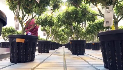 Legalização da canábis na Macedónia do Norte