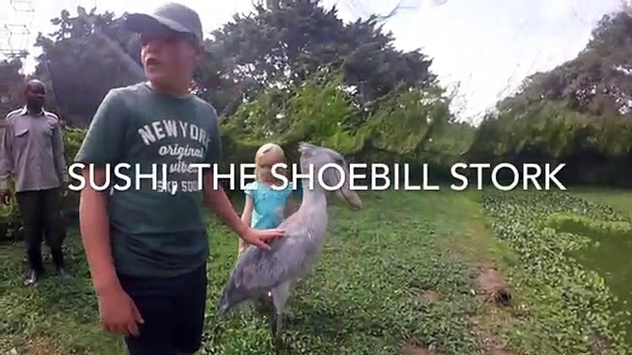 Shoebill Stork
