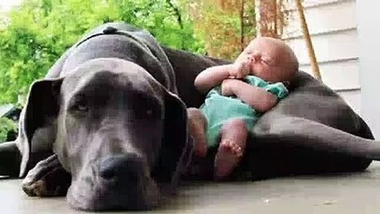 Quand les chiens protègent des bébés