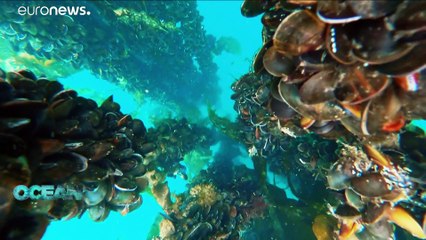 European producers are making pollution-free aquaculture a successful business