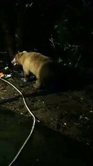 आधी रात बाड़ी में घुसा सफेद भालू, देखकर घरवालों ने भालू की हरकत का बनाया वीडियो