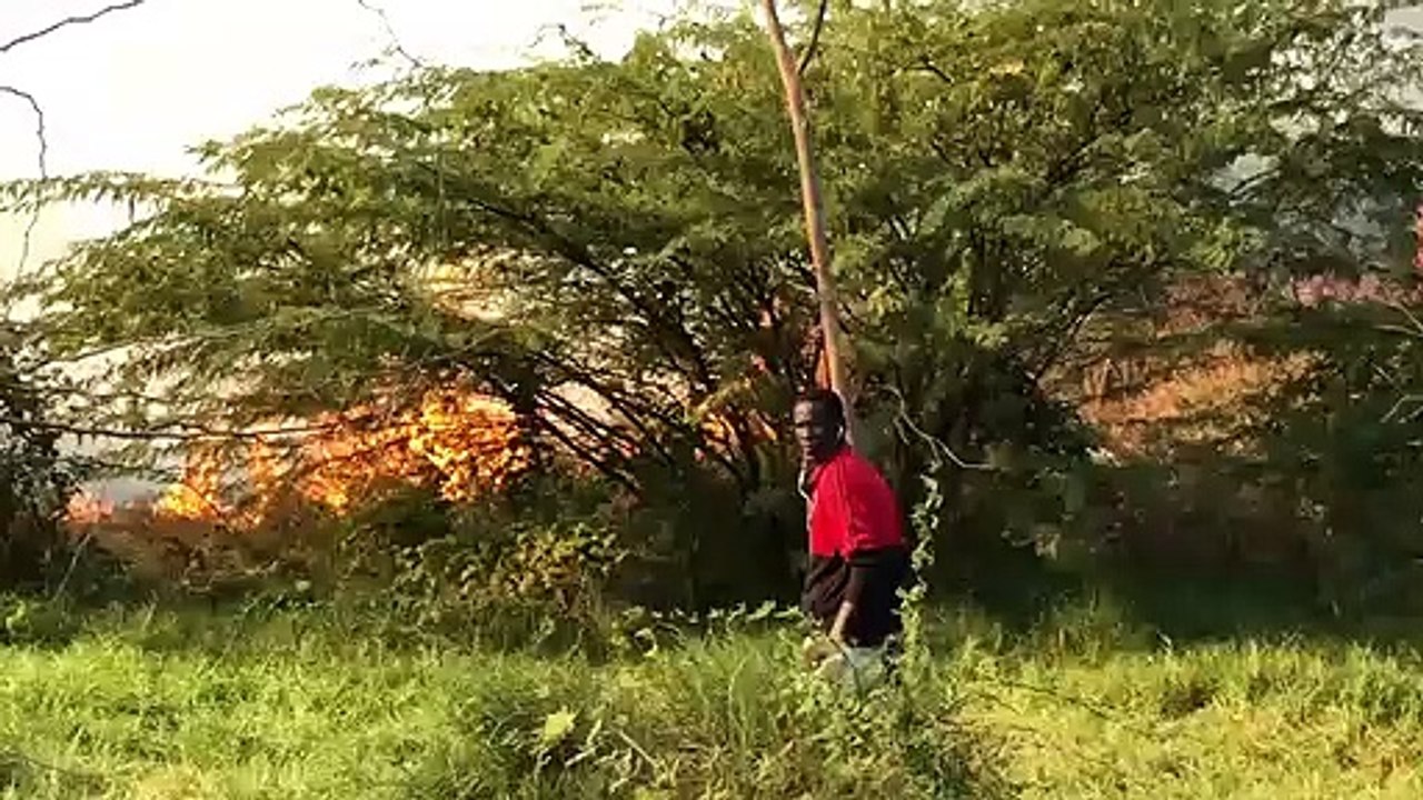 Feu de brousse : une partie de la forêt classée de Mbao bouffée par des flammes