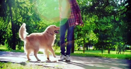 The most beautiful dog in the world