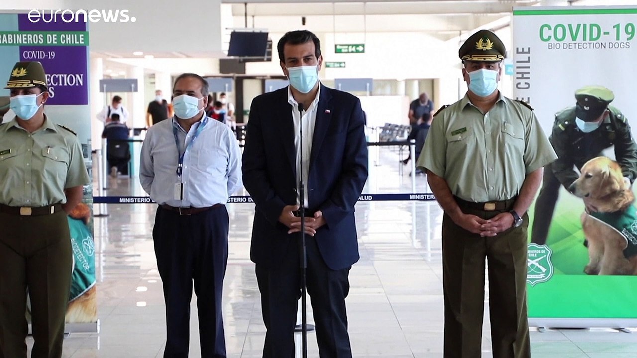 Perros entrenados para detectar la COVID-19 patrullan el Aeropuerto Internacional de Chile