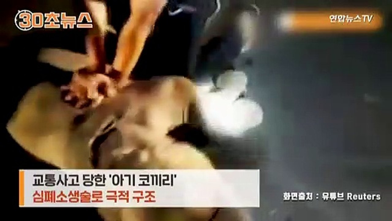 [30초뉴스] "심장이 이쯤일까"…심폐소생술로 아기 코끼리 살린 구조대원