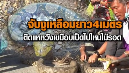 จับงูเหลือมยาว 4 เมตร ติดแหหวังเขมือบเป็ด ไปไหนไม่รอด