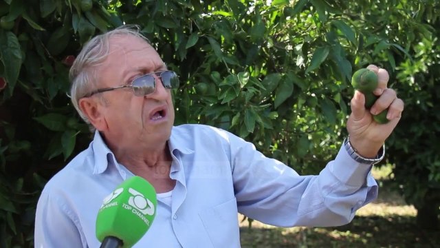 Moti i keq dëmton mandarinat/ Fermerët e Xarrës kërkojnë ndihmë, priten stuhi në zonë