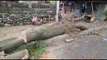 Era e fortë shkul pemët në Shkodër, dëmtohen disa makina