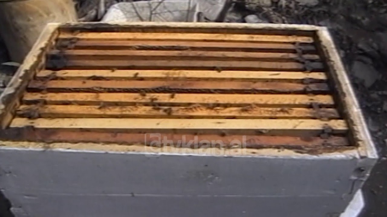 Epidemia e bleteve Elbasan - (28 Tetor 2000)