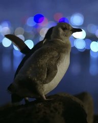 Birbirini teselli eden ''iki dul penguenin fotoğrafı'' ödül getirdi