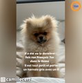 Camille Cerf perd son chien dans Paris, elle finit par le retrouver !