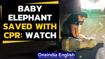 Baby elephant rescued with CPR after road accident: Watch | Oneindia News