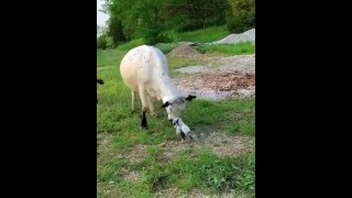 Cute baby animals Videos Compilation cute moment of The Animals