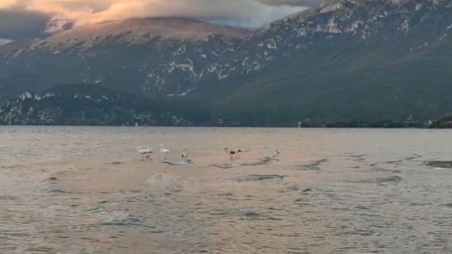 Ora News - E rrallë, liqeni i Pogradecit pushtohet nga flamingot