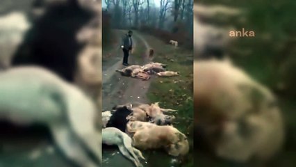BURSA'DA ORMANLIK ALANDA 20'DEN FAZLA ÖLÜ KÖPEK BULUNDU