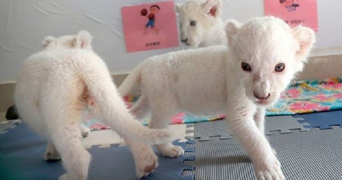 Quatre lionceaux blancs très rares sont nés dans un zoo en Chine