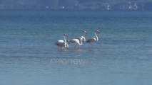 Ora News - Ohri, “stacion” për flamingot. Pamje përrallore në liqen, flasin ekspertët
