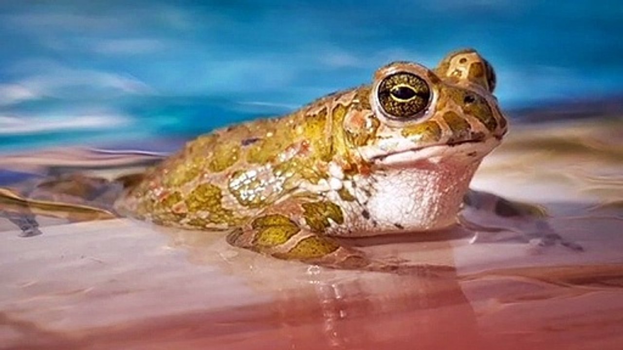 Why Frogs Make Sound?