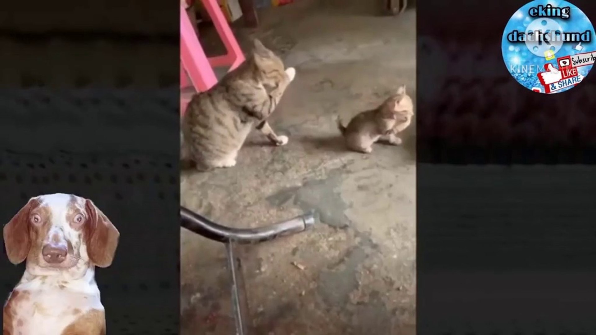 Cat Cats Funny Videos #12 - Funny Animals - Cute Cats - Funny Cats