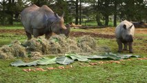 Keepers at Whipsnade Zoo give rhinos festive feast (C) ZSL