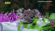 Cuddly Critter Christmas! Baby Animals Get Into the Xmas Spirit at Australian Zoo!