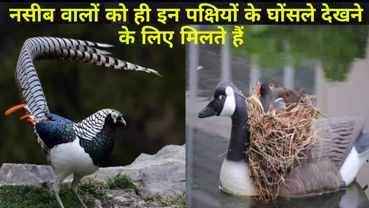 नसीब वालों को ही इन पक्षियों के घोंसले देखने के लिए मिलते हैं