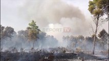 Report TV -Zjarr në Fier, digjen 6 hektar pisha, 3 grupe zjarrfikëse në 'luftë' me flakët