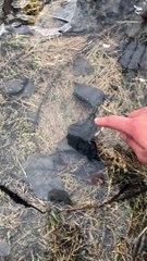 Dog Destroys Frozen Puddle