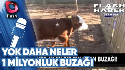 YOK DAHA NELER | SAMSUN'DA 1 MİLYON DOLARLIK BUZAĞI  03 01 2018