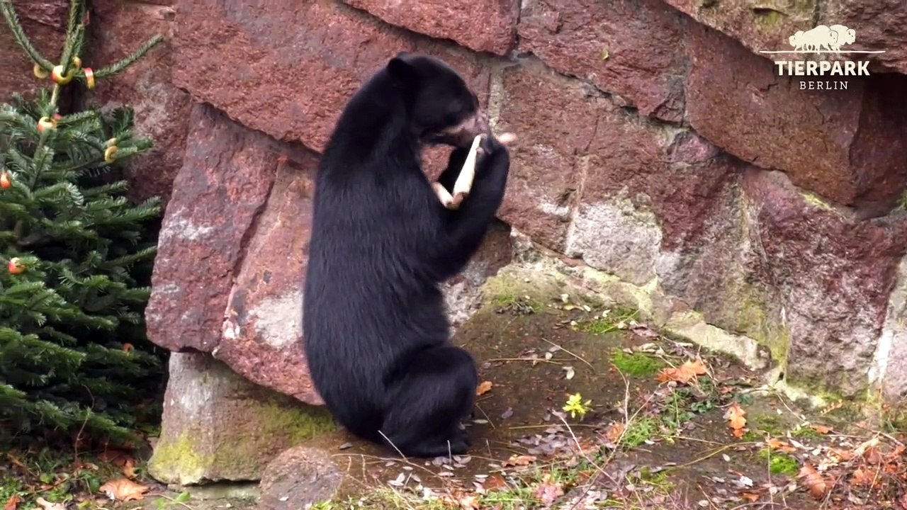 Weihnachten für Berliner Zootiere
