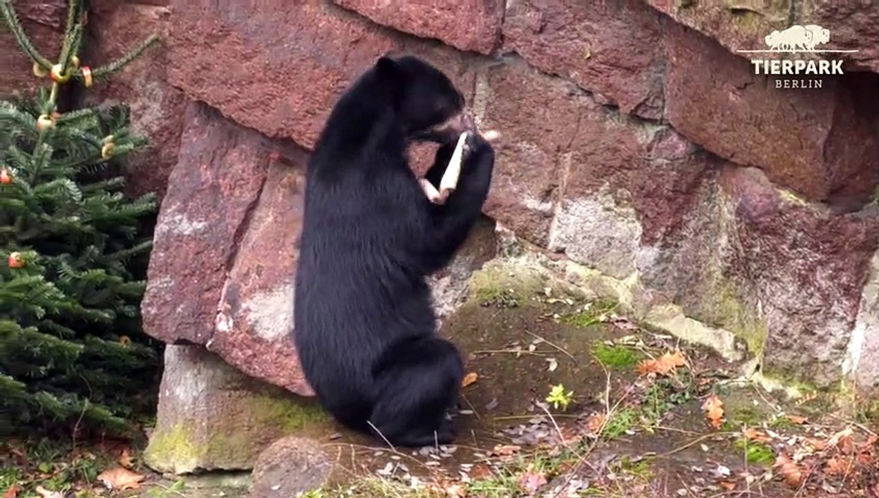 Weihnachten für Berliner Zootiere