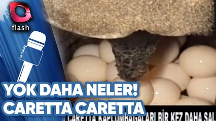 CARETTA CARETTA'LARIN ÖFKESİ | YOK DAHA NELER