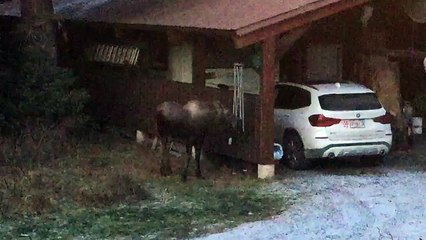 Young Moose Plays with Backyard Chimes