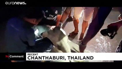 Un bébé éléphant sauvé par un massage cardiaque en Thaïlande