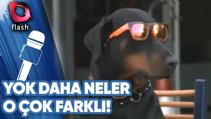 BU KÖPEK ÇOK FARKLI! | YOK DAHA NELER